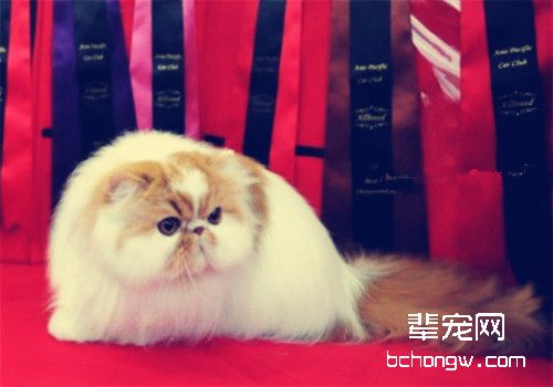 异国短毛猫的繁殖注意事项