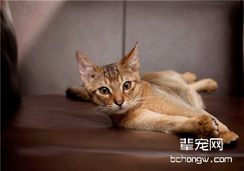 阿比西尼亚猫交配时的注意事项