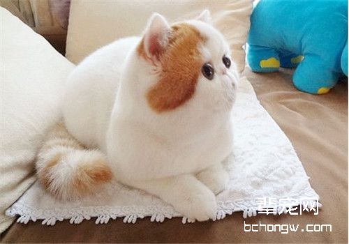 适宜异国短毛猫配种的时间