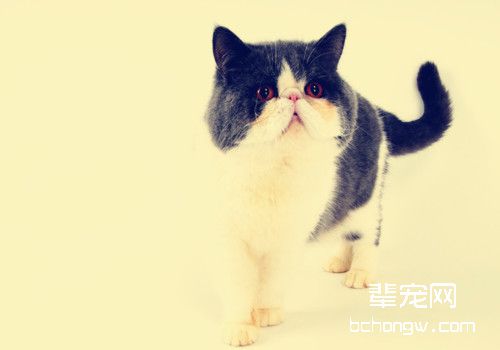 异国短毛猫怀孕小知识