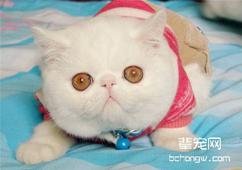 关于异国短毛猫繁殖的问题