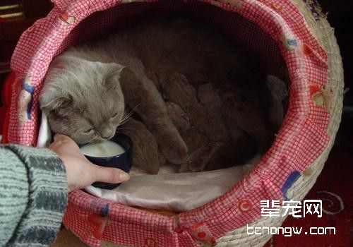 如何照料产后猫咪