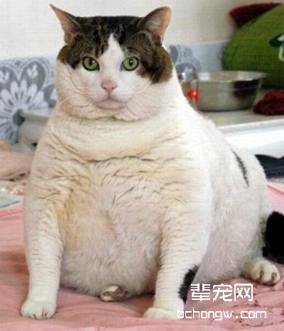 猫猫分娩前的准备