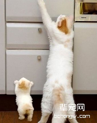 母猫涨奶怎么办？