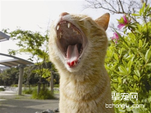 发情期的猫咪易走失
