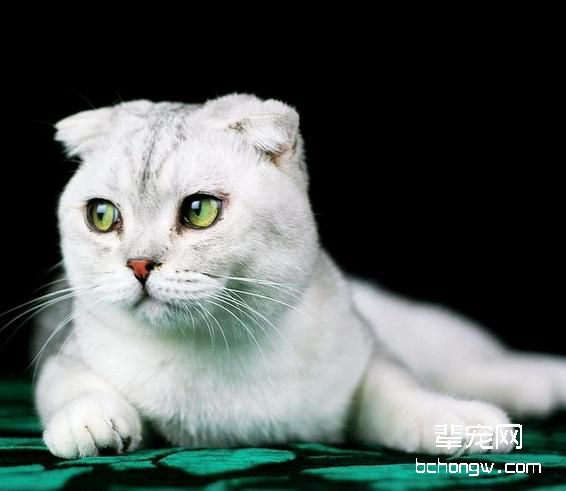 苏格兰折耳猫繁殖遗传病因