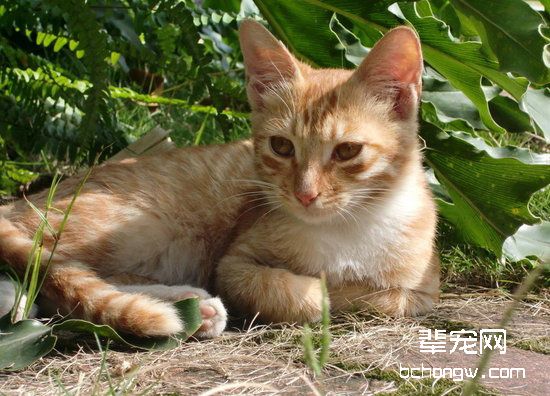 母猫产后出血的解决办法