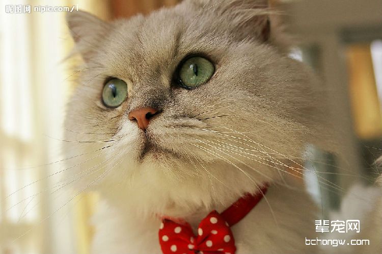 给猫咪做绝育手术前的准备