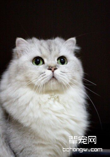 猫咪的孕期应注意哪些