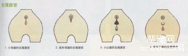 关于母猫发情的知识