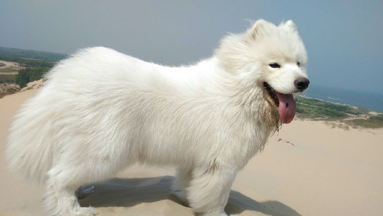 萨摩耶犬繁殖知识
