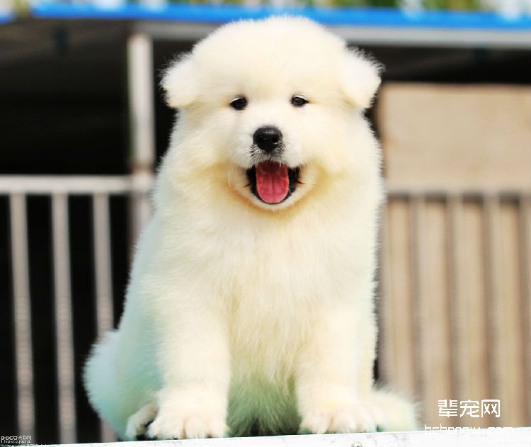 萨摩耶犬如何繁殖