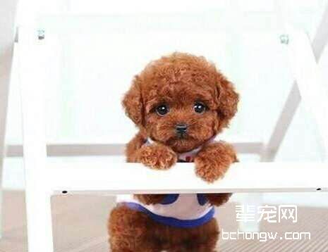 泰迪犬需要绝育吗