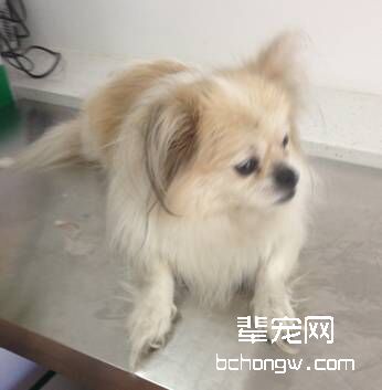犬阴道脱的诊断及治疗心得