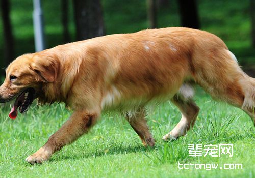 为自家金毛犬繁殖需要慎重