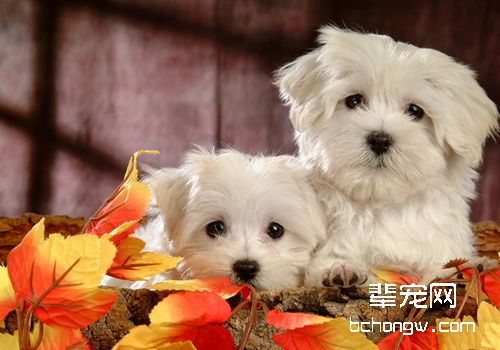 狗狗配种就一定会怀上吗
