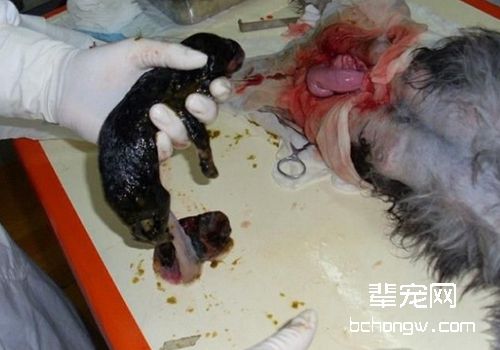 为什么狗狗剖腹产的比例持续上升
