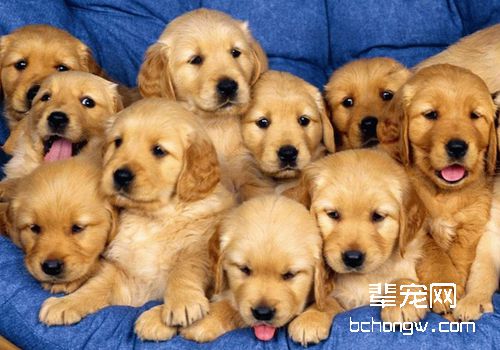 生殖激素对狗狗生殖机能的影响
