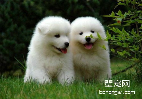 母犬泌乳不足的诊治要点