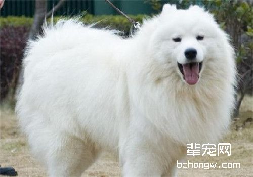 母犬无乳的防治要点