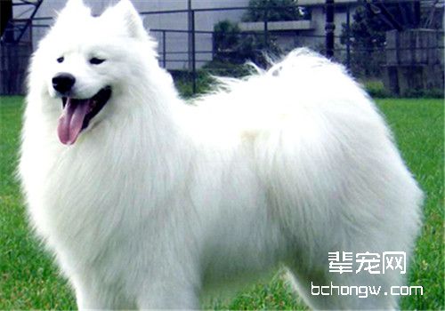 母犬无乳的原因分析