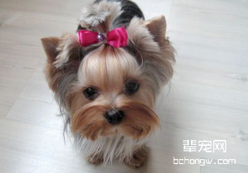 如何控制好狗狗的生育