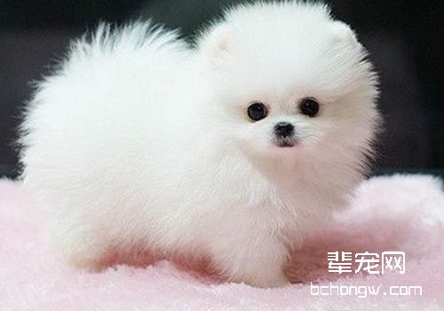 博美犬多大可以配种