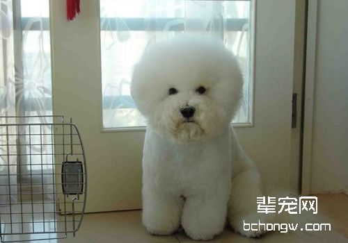 纯种犬繁殖前须知