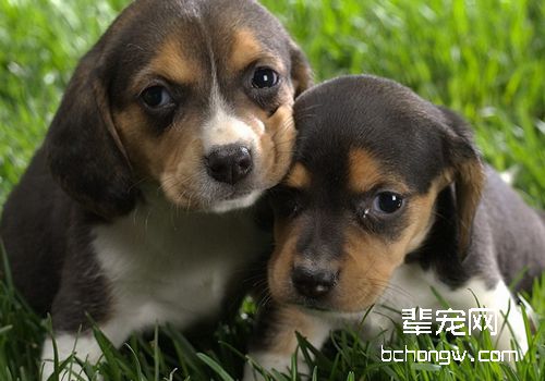 狗狗分娩前的征兆
