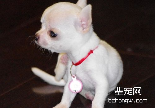 吉娃娃配种注意事项