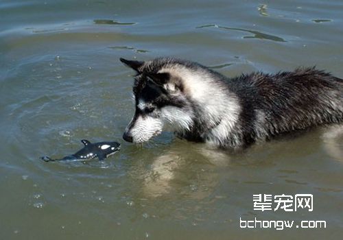哈士奇一年发情几次