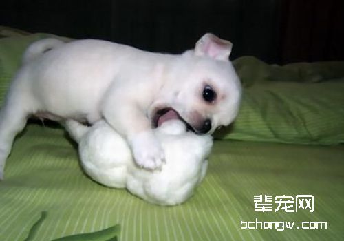 如何防止小型犬难产