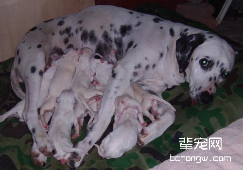 狗狗难产怎么办