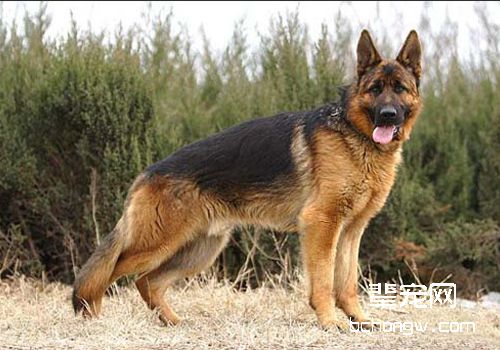 德国牧羊犬的最佳配种时间