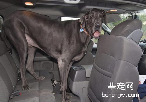 一般狗狗多大可以配种