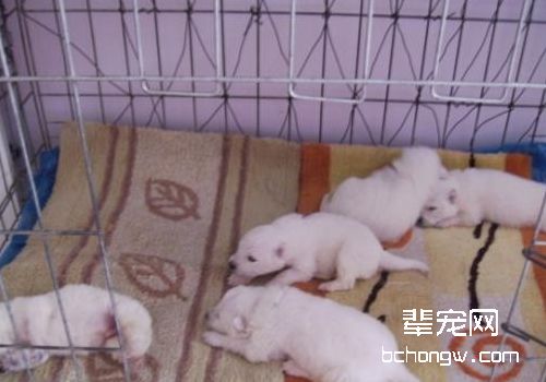 新生狗窒息的处理方法