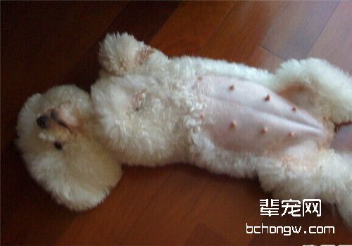 狗狗怀孕的诊断方法
