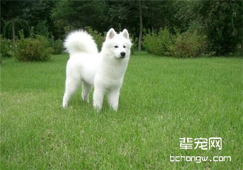 萨摩不育症的原因是什么