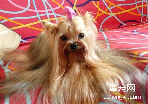 狗狗假孕的原因及症状