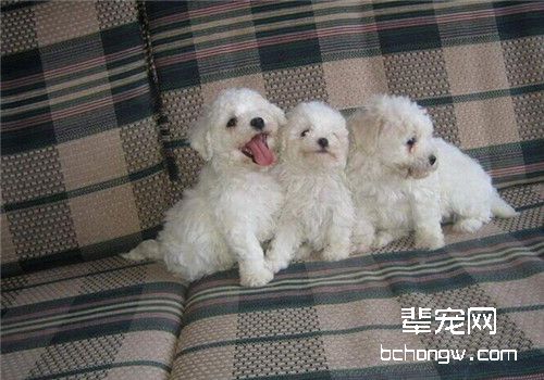 比熊狗狗产后吃什么比较好