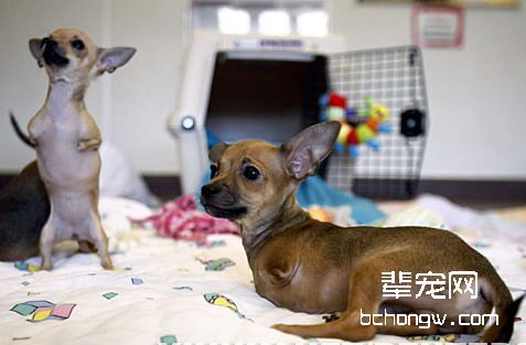 狗狗近亲繁殖的衍生问题