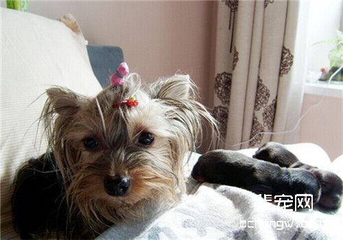 如何照顾新生幼犬
