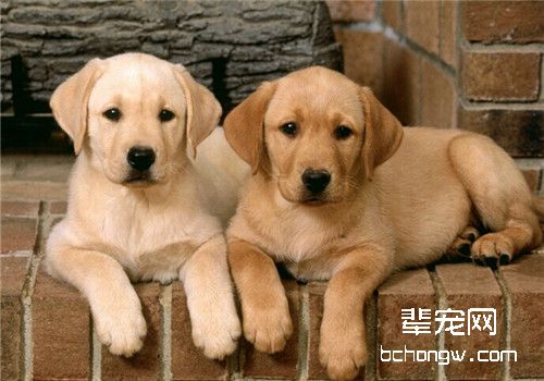 狗狗产前准备工作