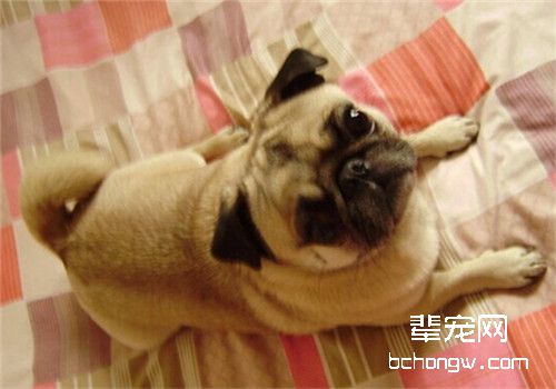狗狗难产的原因