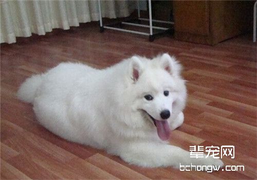 狗狗发情的几种鉴别方法
