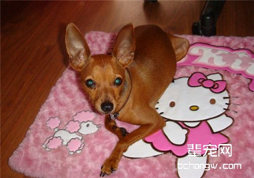母狗什么时候开始发情