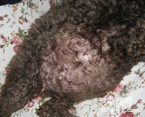 犬发情期与怀孕期的事项