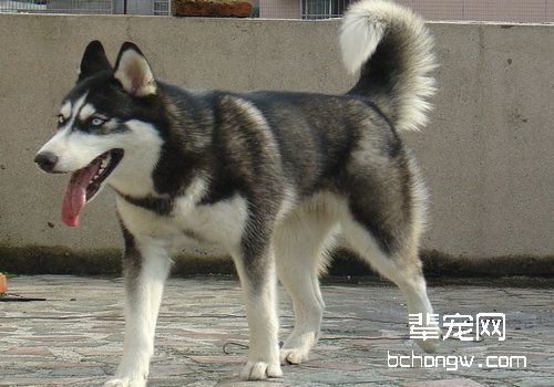 种公犬交配注意事项