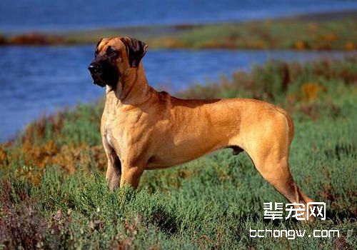 为你的狗狗相亲把好关