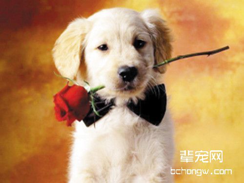 母犬第一次发情不宜生产